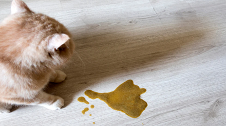 Katten braaksel op een houten vloer verwijderen